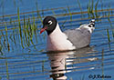 Larus pipixcan